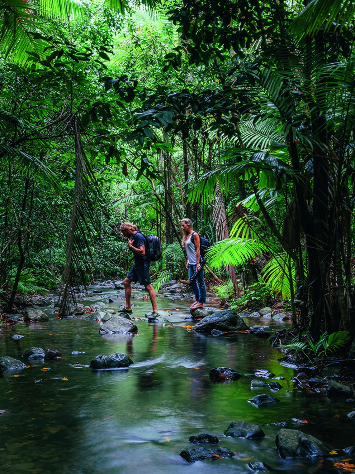Australian Daintree Rainforest Guide